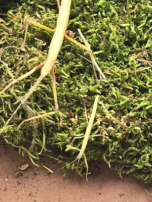 Indische Stabschrecken (Carausius morosus)