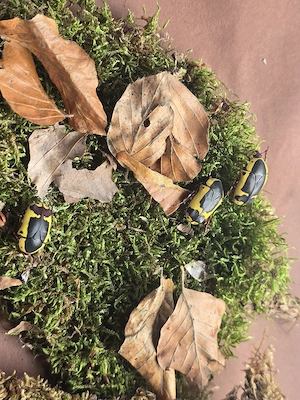 Südafrikanische Fruchtkäfer (Pachnoda sinuata)