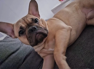 französische Bulldogge