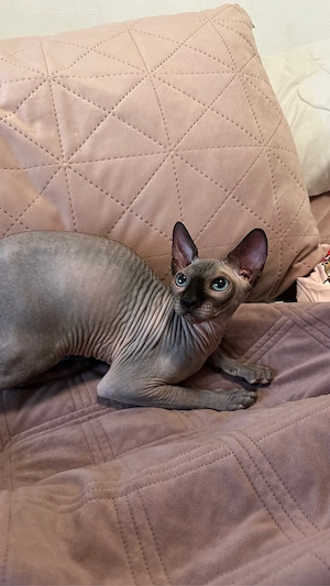 Kanadische Sphynx Kitten mit Stammbaum abgabebereit     