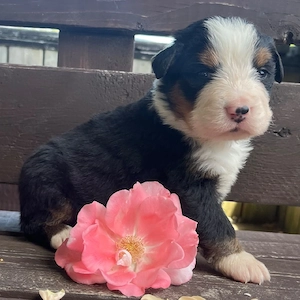 Wunderschöne Berner Sennenhund-Welpen suchen ein liebevolles Zuhause