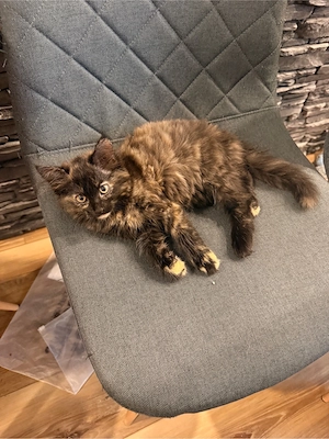 Main Coon mix Mädchen sucht neues zuhause baby katze: kitten 