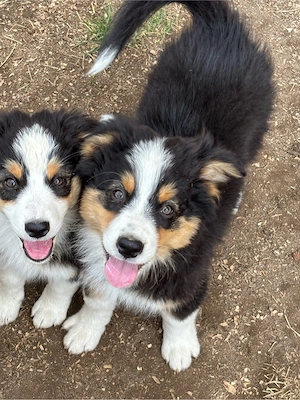 Süße Mini Australian Shepherd Welpen suchen AB SOFORT