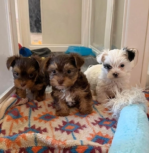  Yorkie-Welpen suchen ein neues Zuhause 