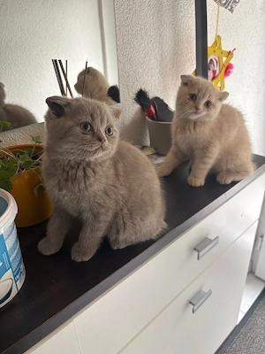 BKH Kitten bald abgabebereit.kleine Wattebällchen. 