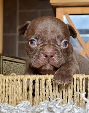 Premium Französische Bulldoggen Welpen aus promovierter Zucht 
