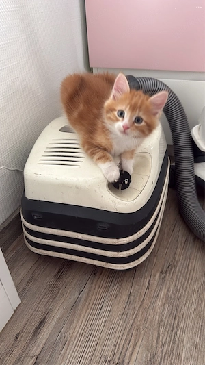 Pumpkin wunderschöner rot getigerter Kater