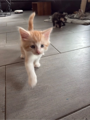    Babyboy rot-weißer Kater sucht Zuhause