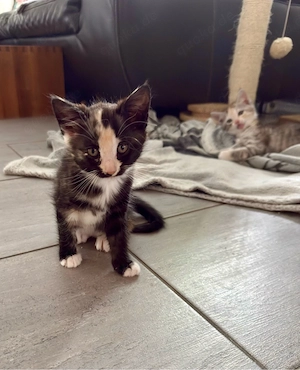 Zuckersüße Dreifarbiges Maine-Coon-Mädchen 