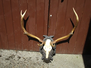 Großes schönes Hirschgeweih