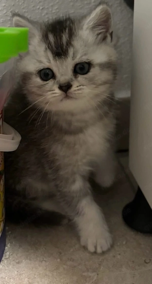 wunderschöne BKH Kitten reinrassig 