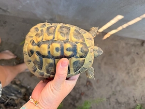 grieschiche landschildkröte