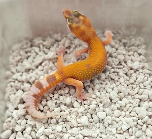 Leopardgecko  Nachzuchten von 2026