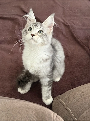 XXL Maine Coon Kitten Mädchen , 5 Monate alt, Katzen 