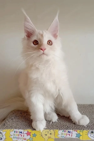 Wunderschönes Maine Coon Kätzchen (3 Monate)   Geimpft & Entwurmt