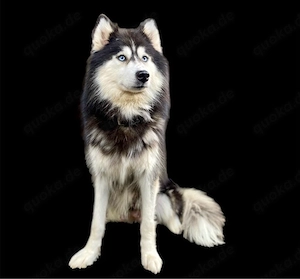 2 liebevolle Husky Hündinnen suchen ein Zuhause fürs Leben