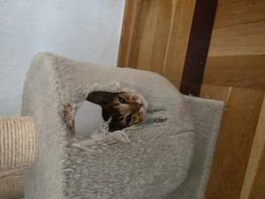 3 wunderschöne Abessinier-Kater suchen ein liebevolles Zuhause