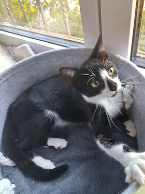 Albi   junges Kitten sucht liebevolles Zuhause