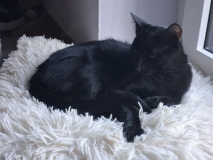ALES Kitten sucht liebevolles Zuhause