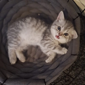 BKH silber-tabby 