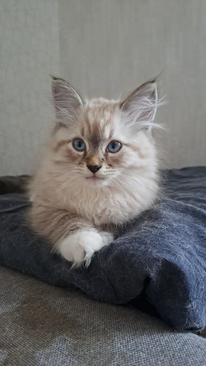 Neva masquarade Kater mit Stammbaum männlich sibirische