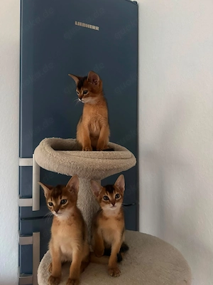 3 wunderschöne Abessinier-Kater suchen ein liebevolles Zuhause