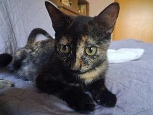 Vichy   buntes Kitten sucht liebevolles Zuhause