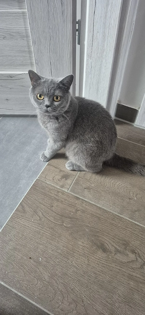BKH Katze 