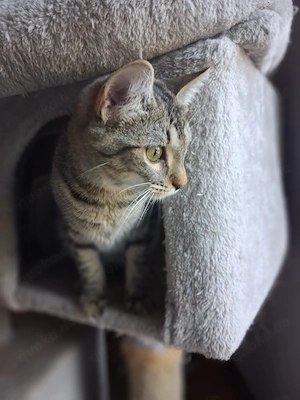 Nevers   getigertes Kitten sucht liebevolles Zuhause