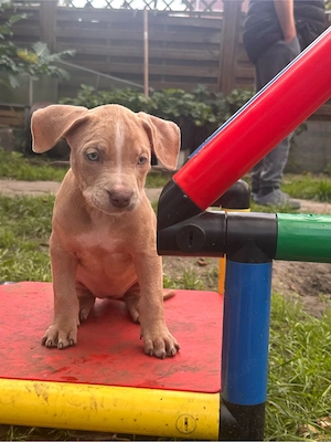 American Bully XL