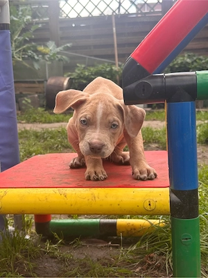 American Bully XL