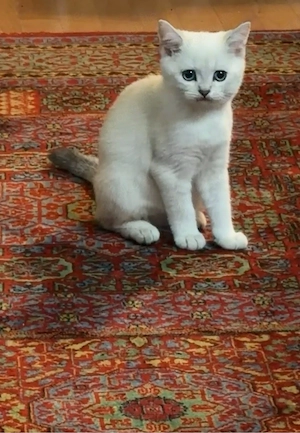 Süßer Baby-Kater sucht liebevolles Zuhause 