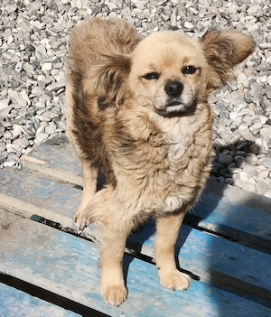 Shelly - die kleine Hündin sucht ein liebevolles Zuhause