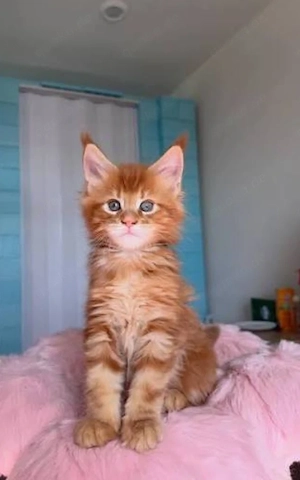Zwei prächtige Maine-Coon-Kätzchen