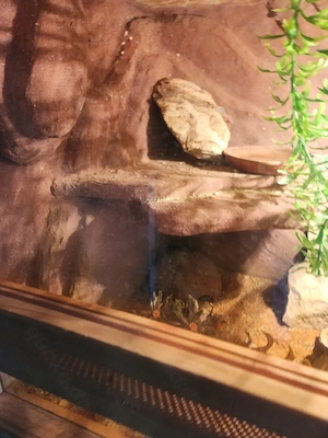 Terrarium komplett set mit leopardgeko männlich
