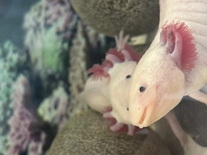 Zwei Axolotl Geschwister zu verkaufen 