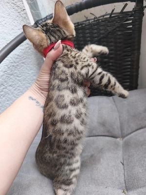    Reinrassige Bengal Kitten     