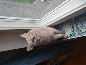Britisch kurzhaar Katze mit seltener fellfarbe 