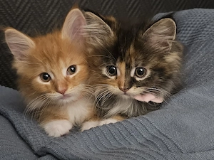 Main Coon Mix Baby