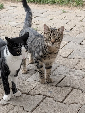    Zwei süße, 6 Monate alte Kater suchen liebevolles Zuhause   