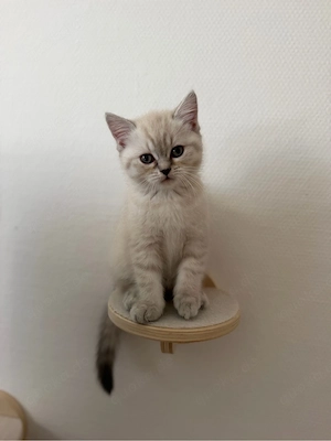 BKH Perser Kitten zu verkaufen 