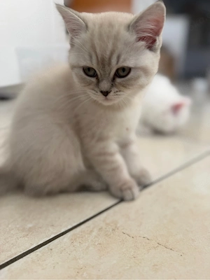 BKH Perser Kitten zu verkaufen 
