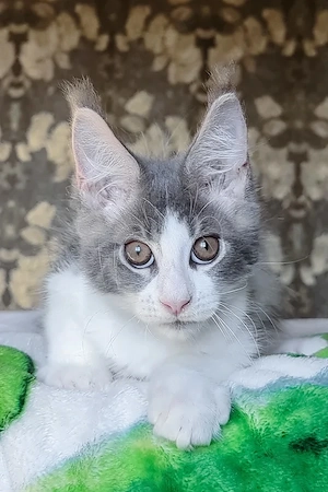 Wunderschönes Maine Coon Kitten (3 Monate)   Geimpft & Entwurmt