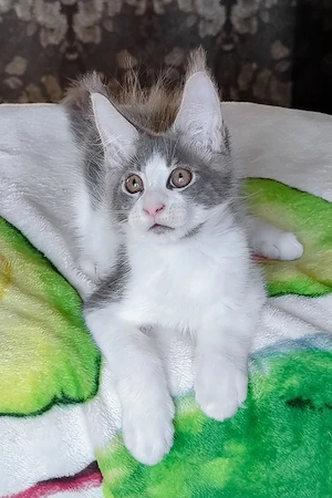 Wunderschönes Maine Coon Kitten (3 Monate)   Geimpft & Entwurmt