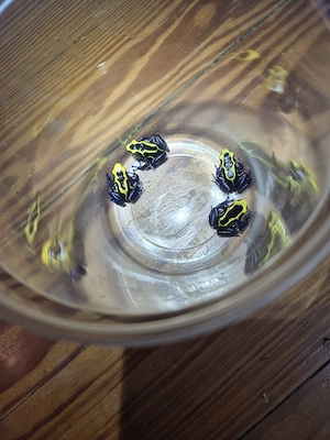 Dendrobates tinctorius nominat 