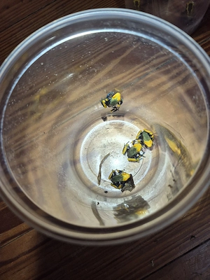 Dendrobates tinctorius tumucumaque 