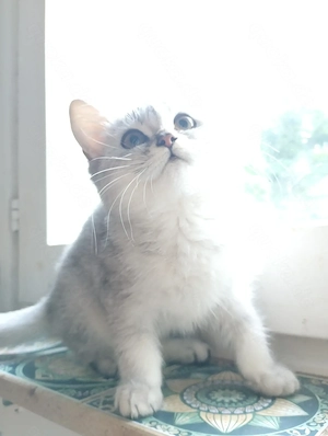 BHK Katze weiß 