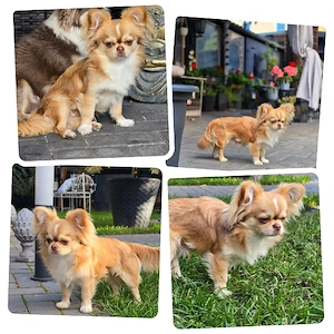 Chihuahua Welpe Rüde