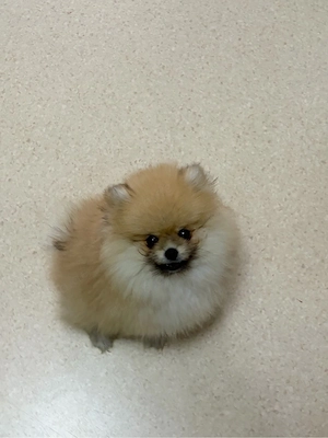 Pomeranian baby mit zubehör