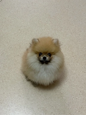 Zwerspitz Pomeranian Welpe reinrassig 